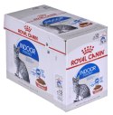 Royal Canin ROYAL CANIN FHN Indoor w galaretce - mokra karma dla kota dorosłego - 12x85 g