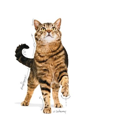 Royal Canin ROYAL CANIN FCN Appetite Control w sosie - mokra karma dla kota dorosłego - 12x85g Royal Canin ROYAL CANIN FCN Appetite Control w sosie - mokra karma dla kota dorosłego - 12x85g