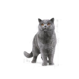 Royal Canin ROYAL CANIN FBN British Shorthair Adult - sucha karma dla dorosłego kota - 10kg