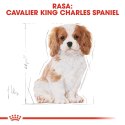 Royal Canin ROYAL CANIN BHN Cavalier King Charles Spaniel Puppy - sucha karma dla szczeniąt - 1,5 kg