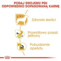 Royal Canin ROYAL CANIN BHN Chihuahua Adult - mokra karma dla psa dorosłego - 12x85g