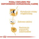 Royal Canin ROYAL CANIN BHN French Bulldog Adult - sucha karma dla psa dorosłego - 3kg