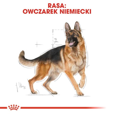 Royal Canin ROYAL CANIN BHN German Sh Ad - sucha karma dla psa dorosłego - 11 kg Royal Canin ROYAL CANIN BHN German Sh Ad - sucha karma dla psa dorosłego - 11 kg