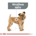 Royal Canin ROYAL CANIN CCN Mini Dental Care - sucha karma dla dorosłych psów - 3 kg