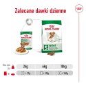 Royal Canin ROYAL CANIN Mini Ageing 12+ - mokra karma dla psa - 12x 85 g