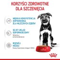 Royal Canin ROYAL CANIN SHN Maxi Puppy w sosie - mokra karma dla szczeniąt - 10x140 g