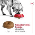 Royal Canin Karma Royal Canin Dog Food Maxi Ageing (15 kg )