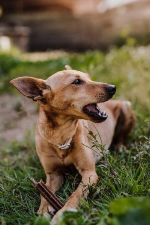 JOSERA Josera InsectDog Denties przysmak dla psów 180g JOSERA Josera InsectDog Denties przysmak dla psów 180g