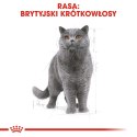 Royal Canin ROYAL CANIN FBN British Shorthair Adult - mokra karma dla dorosłego kota - 12x85g