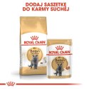 Royal Canin ROYAL CANIN FBN British Shorthair Adult - mokra karma dla dorosłego kota - 12x85g