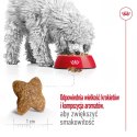 Royal Canin ROYAL CANIN SHN Mini Adult BF 8kg