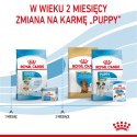 Royal Canin ROYAL CANIN SHN Mini Starter Mother & Babydog - sucha karma dla psa - 4 kg