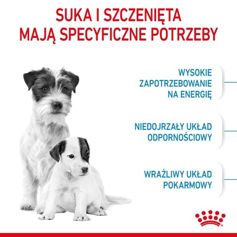 Royal Canin ROYAL CANIN SHN Mini Starter Mother & Babydog - sucha karma dla psa - 4 kg Royal Canin ROYAL CANIN SHN Mini Starter Mother & Babydog - sucha karma dla psa - 4 kg