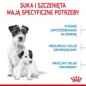 Royal Canin ROYAL CANIN Starter Mini Mother & Babydog - sucha karma dla szczeniąt i suk w ciąży oraz okresie laktacji - 1 kg