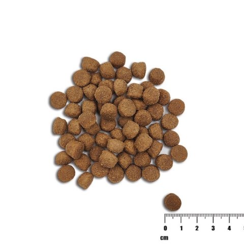 VetExpert VetExpert Raw Paleo Healthy Grain Salmon&Barley Puppy - Karma sucha dla psów - 10kg VetExpert VetExpert Raw Paleo Healthy Grain Salmon&Barley Puppy - Karma sucha dla psów - 10kg
