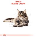 Royal Canin ROYAL CANIN FBN Maine Coon Adult - sucha karma dla dorosłego kota - 10kg