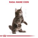 Royal Canin ROYAL CANIN FBN Maine Coon Kitten - sucha karma dla kociąt - 2kg