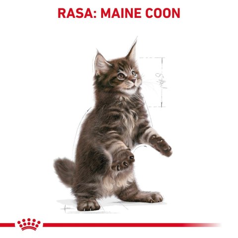 Royal Canin ROYAL CANIN FBN Maine Coon Kitten - sucha karma dla kociąt - 4kg Royal Canin ROYAL CANIN FBN Maine Coon Kitten - sucha karma dla kociąt - 4kg