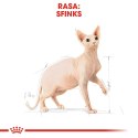 Royal Canin ROYAL CANIN FBN Sphynx Adult - sucha karma dla dorosłego kota - 2kg