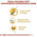 Royal Canin ROYAL CANIN FBN Sphynx Adult - sucha karma dla dorosłego kota - 2kg