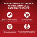 PURINA NESTLE Purina ONE MINI Dog Active GiG wołowina, ziem. 85g