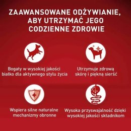 PURINA NESTLE Purina ONE MINI Dog Active GiG wołowina, ziem. 85g