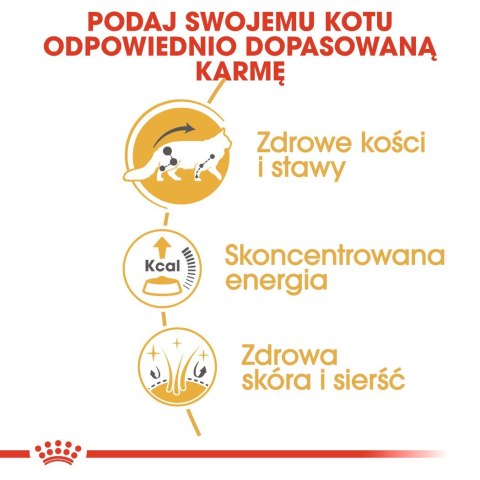 Royal Canin ROYAL CANIN FBN Maine Coon - mokra karma dla dorosłego kota - 12x85g Royal Canin ROYAL CANIN FBN Maine Coon - mokra karma dla dorosłego kota - 12x85g