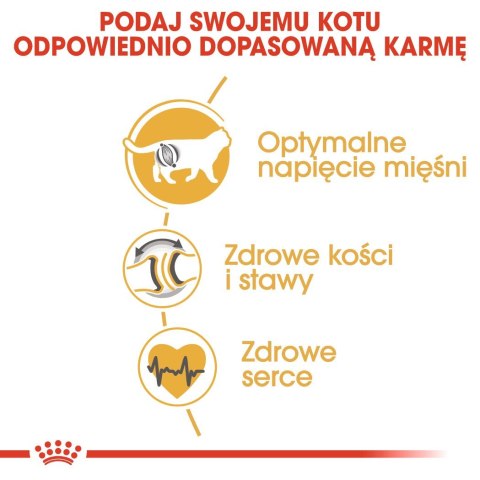 Royal Canin ROYAL CANIN FBN British Shorthair Adult - sucha karma dla dorosłego kota - 2kg Royal Canin ROYAL CANIN FBN British Shorthair Adult - sucha karma dla dorosłego kota - 2kg