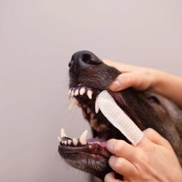 VetExpert VetExpert Caryodent Finger Wipes 50szt